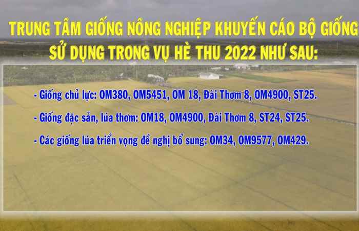 Khuyến nông: Khuyến cáo lịch thời vụ, cơ cấu giống và các biện pháp canh tác, quản lý sâu bệnh trong vụ lúa Hè Thu năm 2022 (26-04-2022)